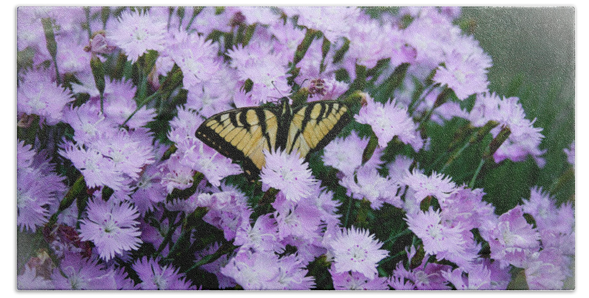 Swallowtail Beach Towel featuring the photograph Swallowtail in the Pinks by Kristin Hatt