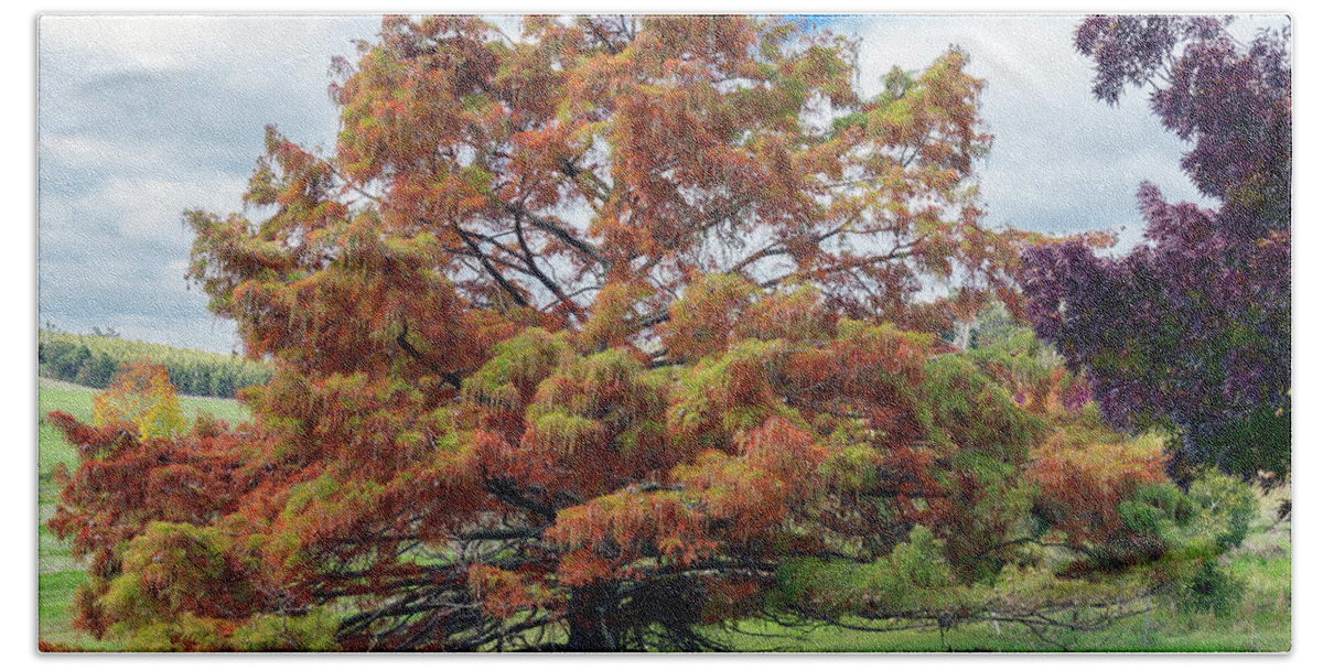 Tree Beach Towel featuring the photograph Swamp Cypress #5 by Elaine Teague