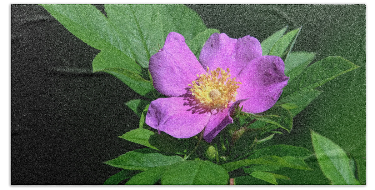 Nature Beach Towel featuring the photograph Swamp Rose DFL1080 by Gerry Gantt