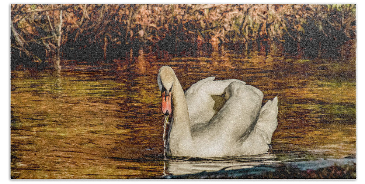 Swan Beach Towel featuring the photograph Swan in Autumn by Cathy Kovarik