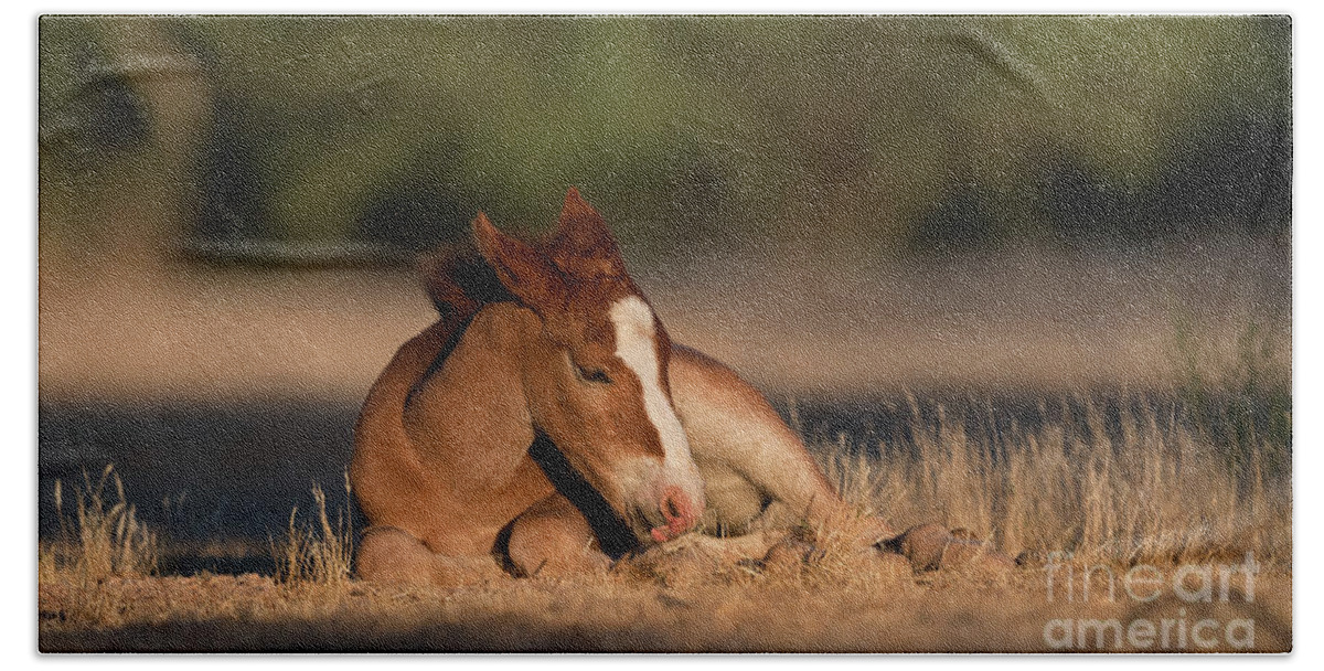 Cute Foal Beach Towel featuring the photograph Sweet Dreams by Shannon Hastings