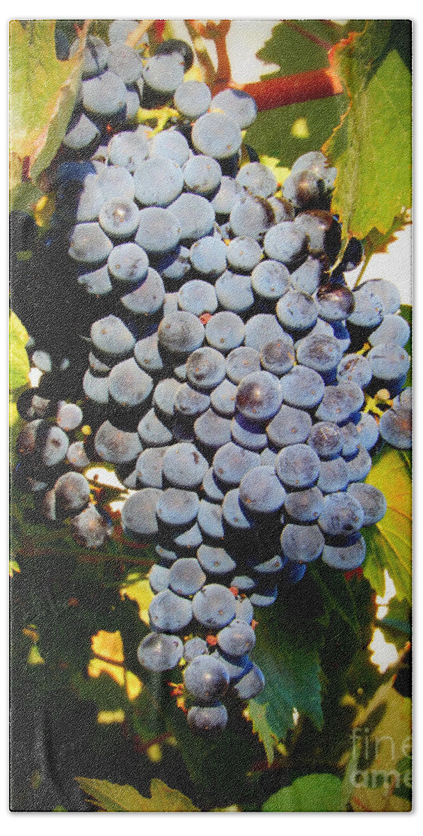 Grapes Beach Towel featuring the photograph Sweet Purple Grapes on the Vine by Carol Groenen