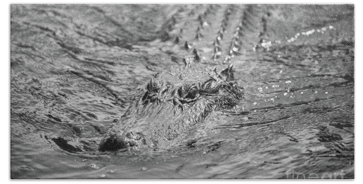 Alligator Beach Towel featuring the photograph Swimming Alligator by Kimberly Blom-Roemer