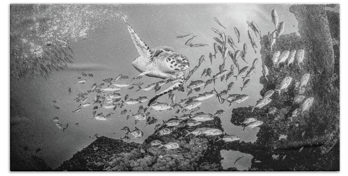 Black Beach Towel featuring the photograph Swimming at School Black and White by Debra and Dave Vanderlaan