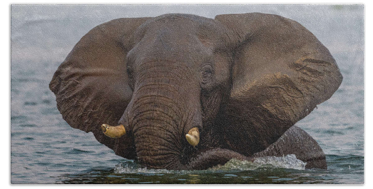 Africa Beach Towel featuring the photograph Swimming Elephant by Bill Cubitt