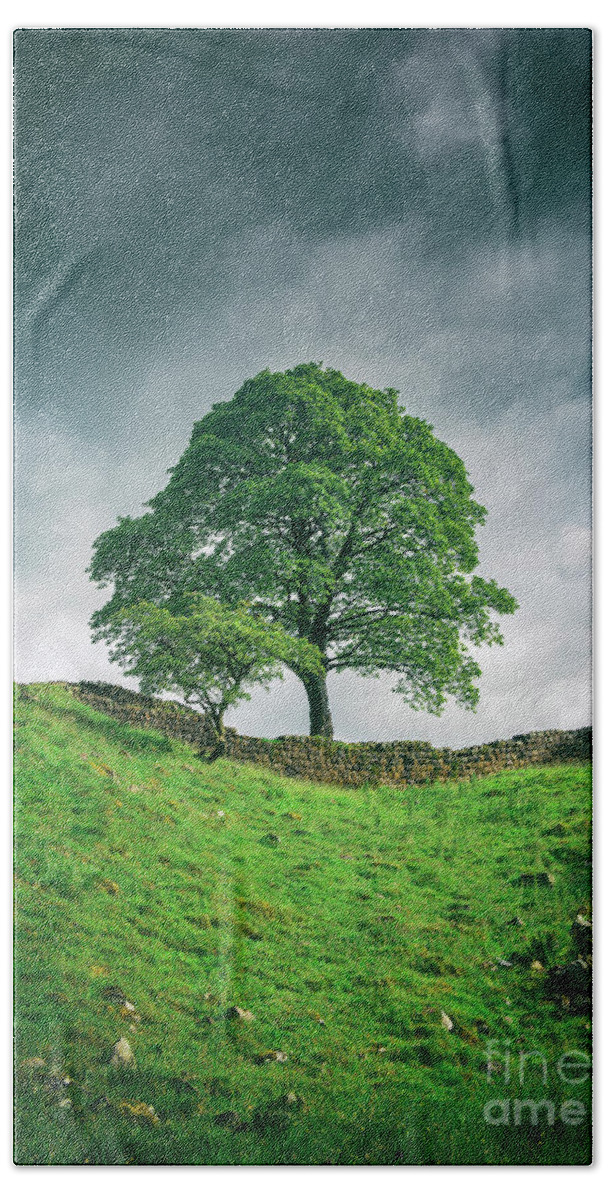 Tree Beach Towel featuring the photograph Sycamore Gap Tree by David Lichtneker