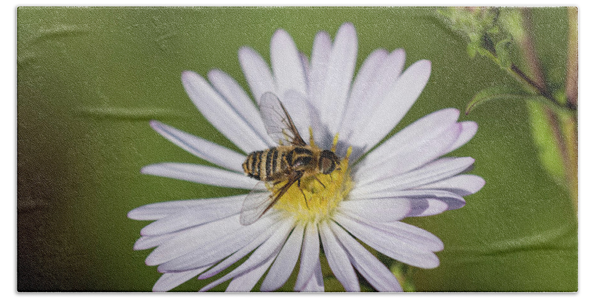 Animals Beach Towel featuring the photograph Villa Bee Fly and Aster Blossom by Robert Potts
