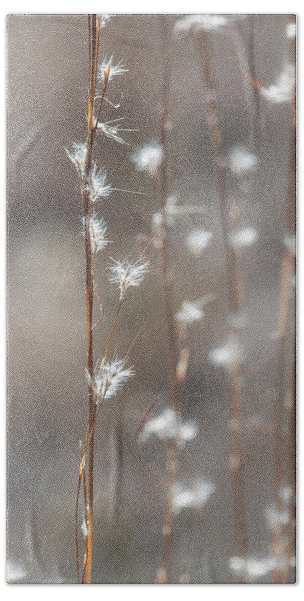 Tall Beach Towel featuring the photograph Tall Grass With White Seeds by Karen Rispin