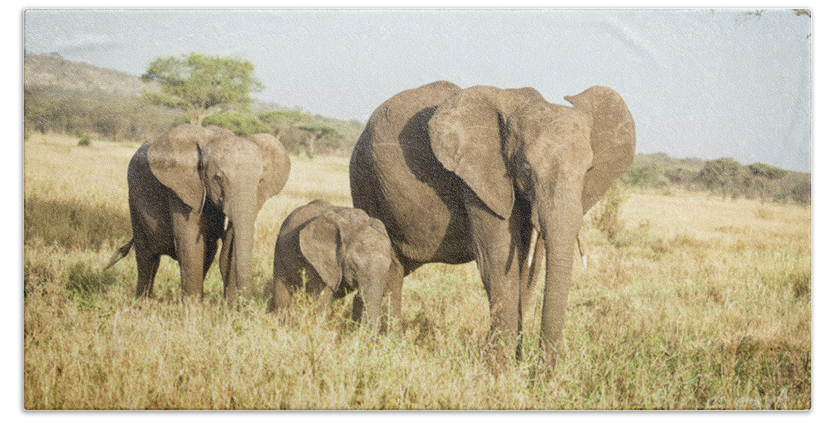  Africa Beach Towel featuring the photograph Tanzania Elephant Family by Timothy Hacker