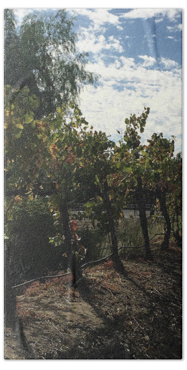 Grapevines Beach Towel featuring the photograph Temecula Vines by Roxy Rich