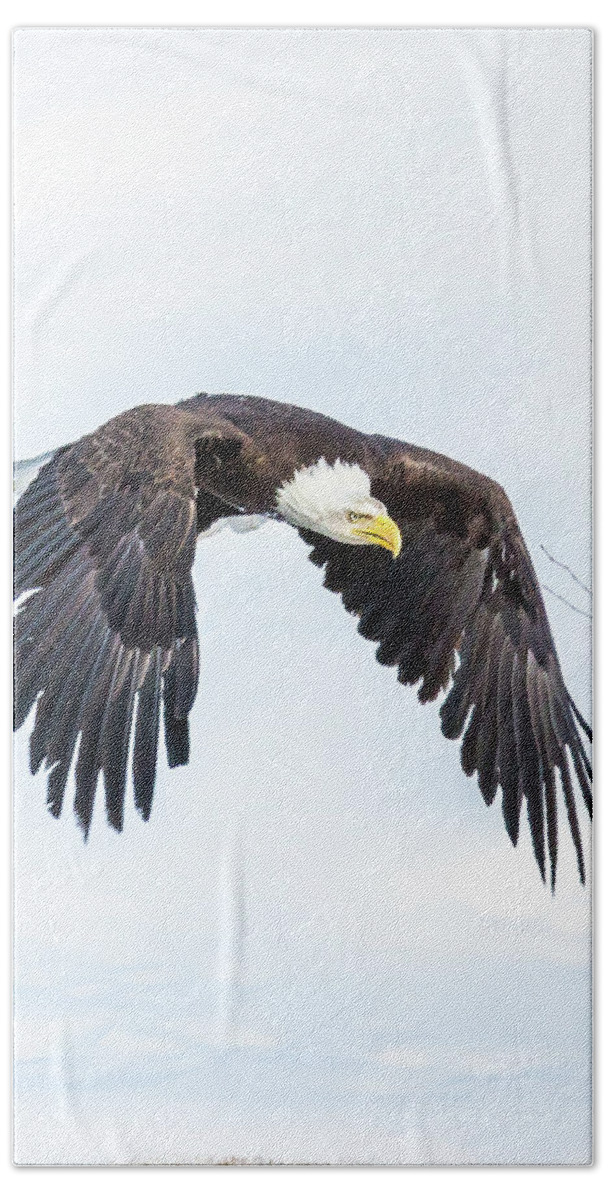 Eagle Beach Towel featuring the photograph Test 2 by Kevin Dietrich