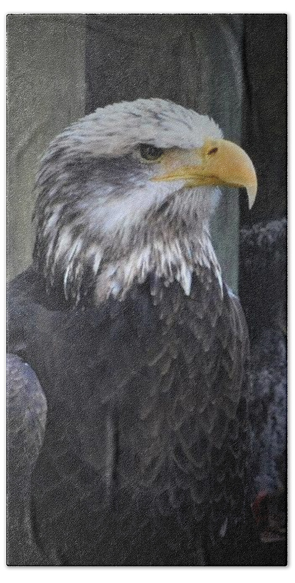 Eagle Beach Towel featuring the photograph The Bald Eagle by Carl Moore