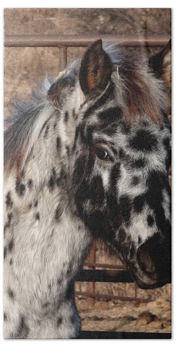 Appaloosa Beach Towel featuring the photograph The Black Leopard Filly by Katie Keenan