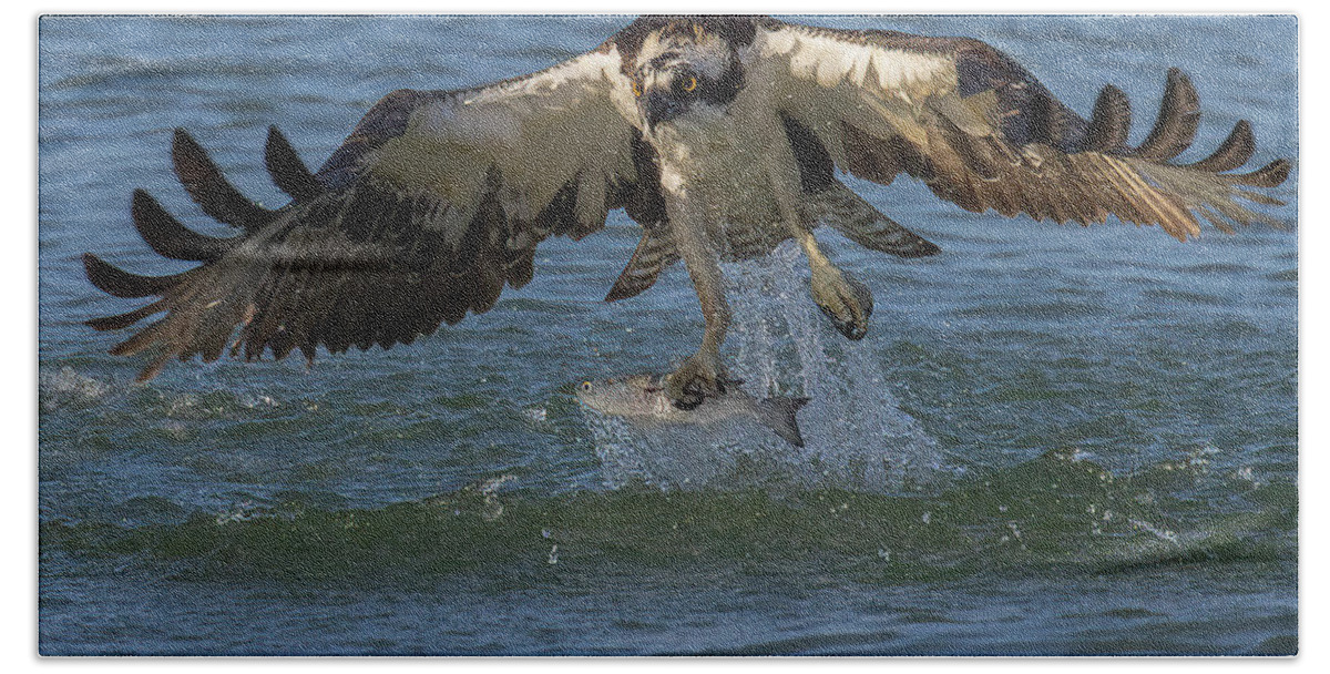 Osprey Beach Towel featuring the photograph The Catch by RD Allen