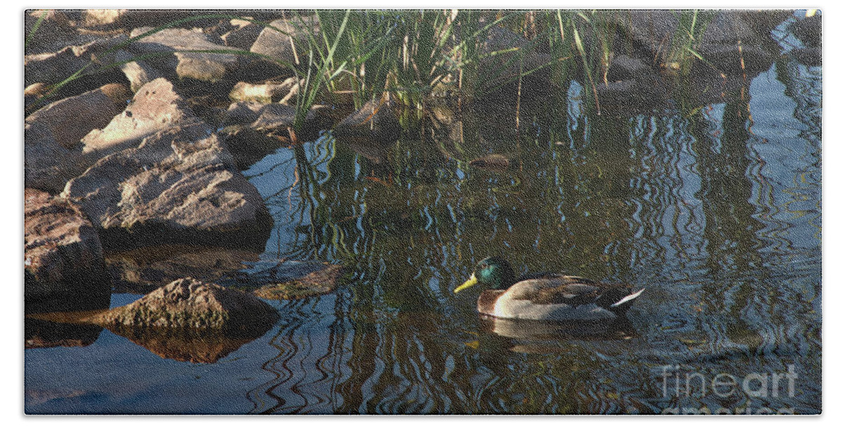 Duck Beach Towel featuring the digital art The Duck Between The Reeds And The Rocks by Kirt Tisdale