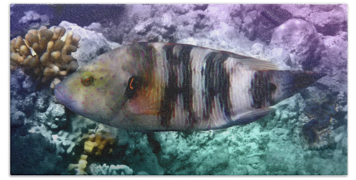 Wrasse Beach Towel featuring the photograph The Exotic And Exciting Broomtail Wrasse by Johanna Hurmerinta