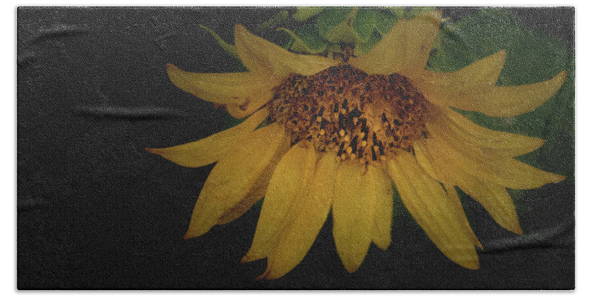 Flower Beach Towel featuring the photograph The Flashy Wild Sunflower by Laura Putman