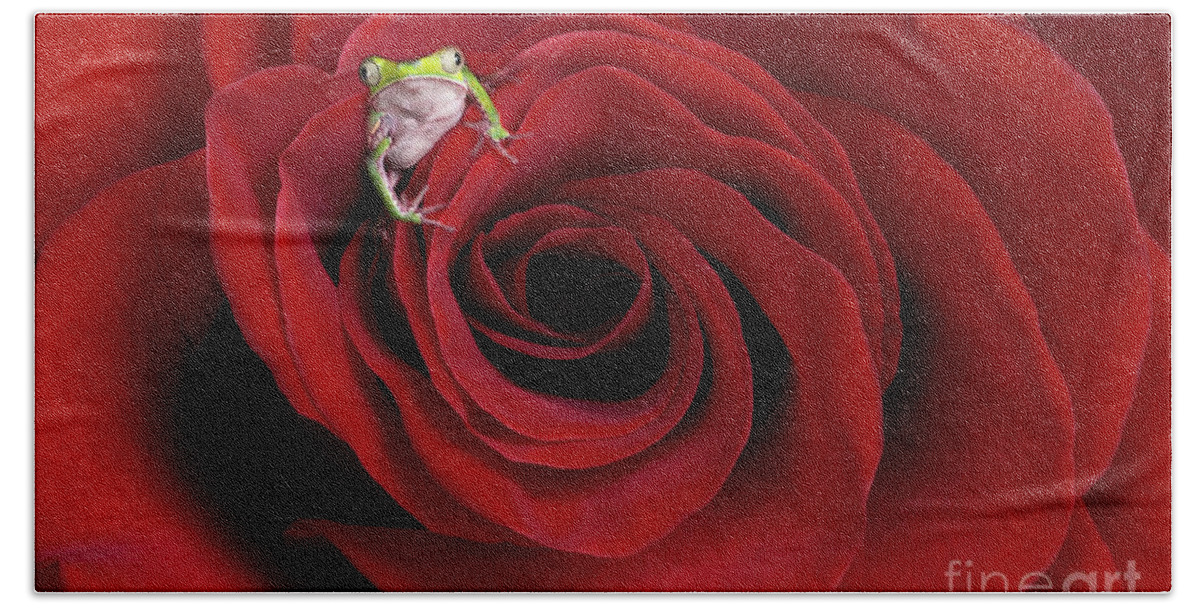 Frog Beach Towel featuring the photograph The Frog in the Rose by Linda D Lester