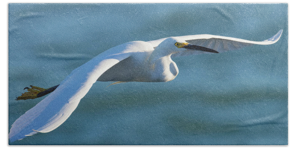 Snowy Egret Beach Towel featuring the photograph The Glideslope by RD Allen