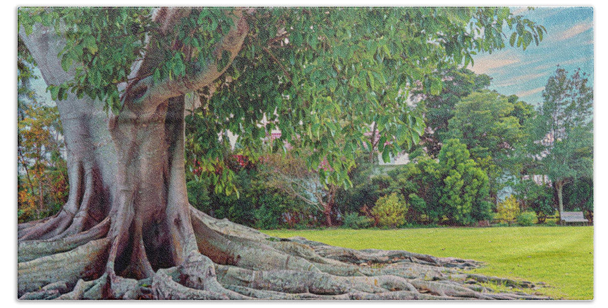 Tree Beach Towel featuring the photograph The Great Banyan by John Rivera