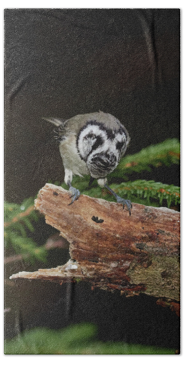 Finland Beach Towel featuring the photograph The great bluff. Crested Tit by Jouko Lehto