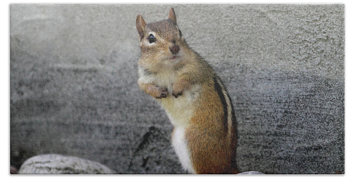 Chipmunk Beach Towel featuring the photograph The Guilty Chipmunk by Peggy Collins