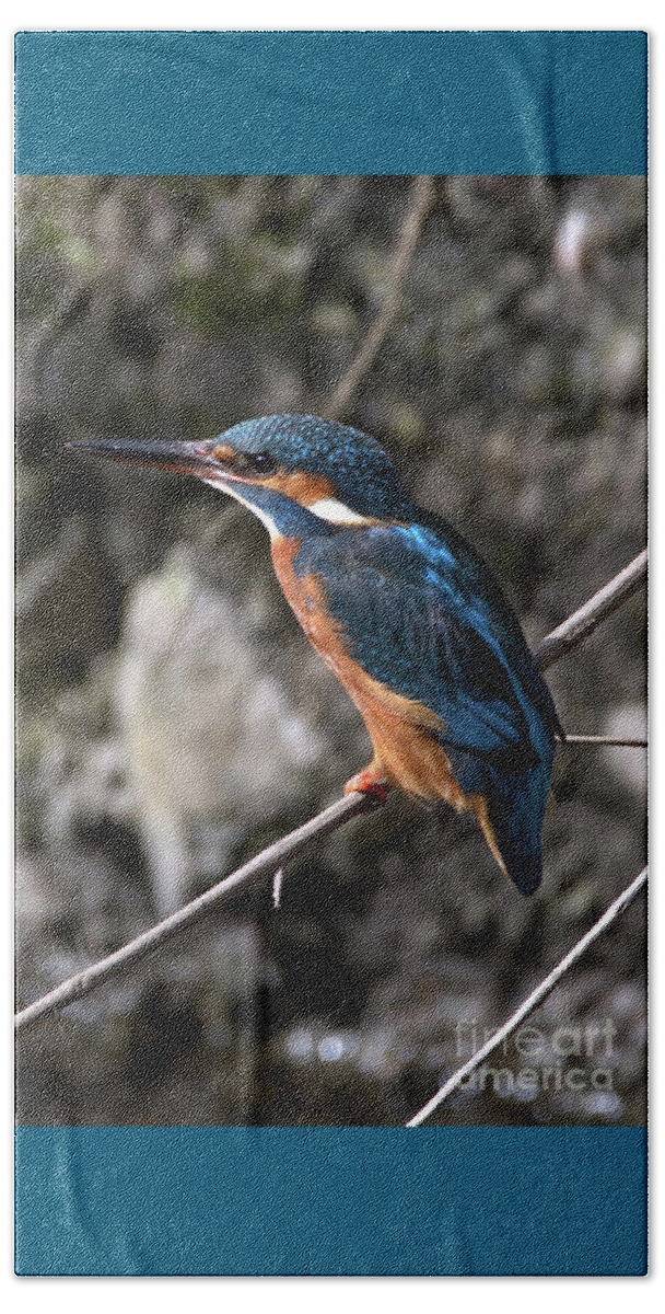 Wildlife Beach Towel featuring the photograph The Kingfisher royalty by Stephen Melia