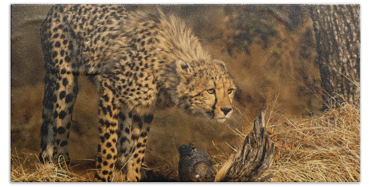 Cheetah Beach Towel featuring the photograph The Lookout by Linda Villers