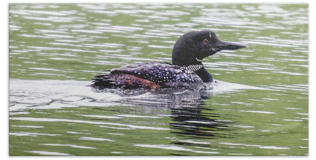 Loon Beach Towel featuring the photograph The Loon in the Morning by Regina Muscarella