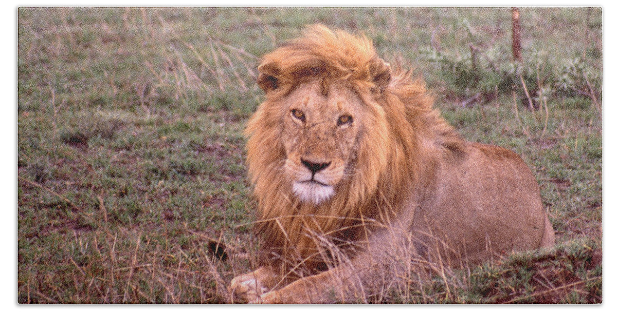 Lion Beach Towel featuring the photograph The Lying Lion King by Russel Considine