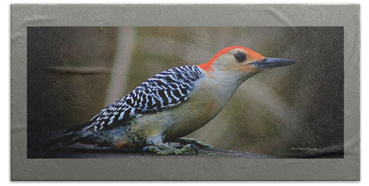 Birds Beach Towel featuring the photograph The Red Bellied Woodpecker by Mary Walchuck