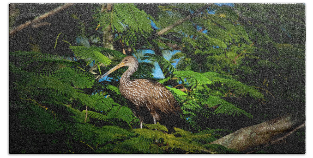 Limpkin Beach Towel featuring the photograph The Royal Limpkin by Mark Andrew Thomas