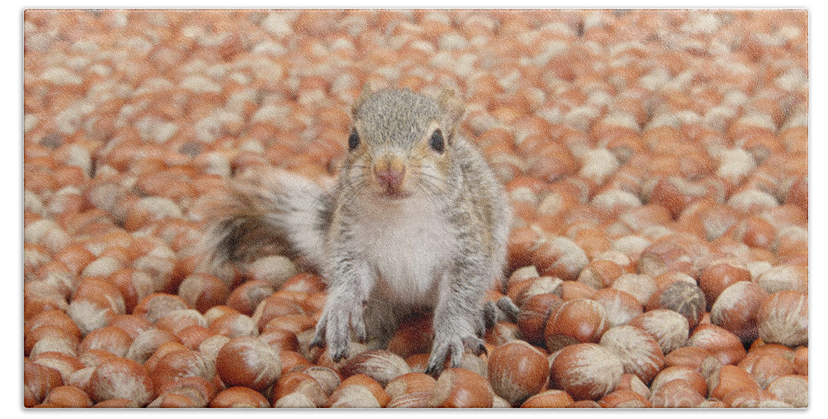 Young Grey Squirrel Beach Towel featuring the photograph The sea of Nuts by Warren Photographic