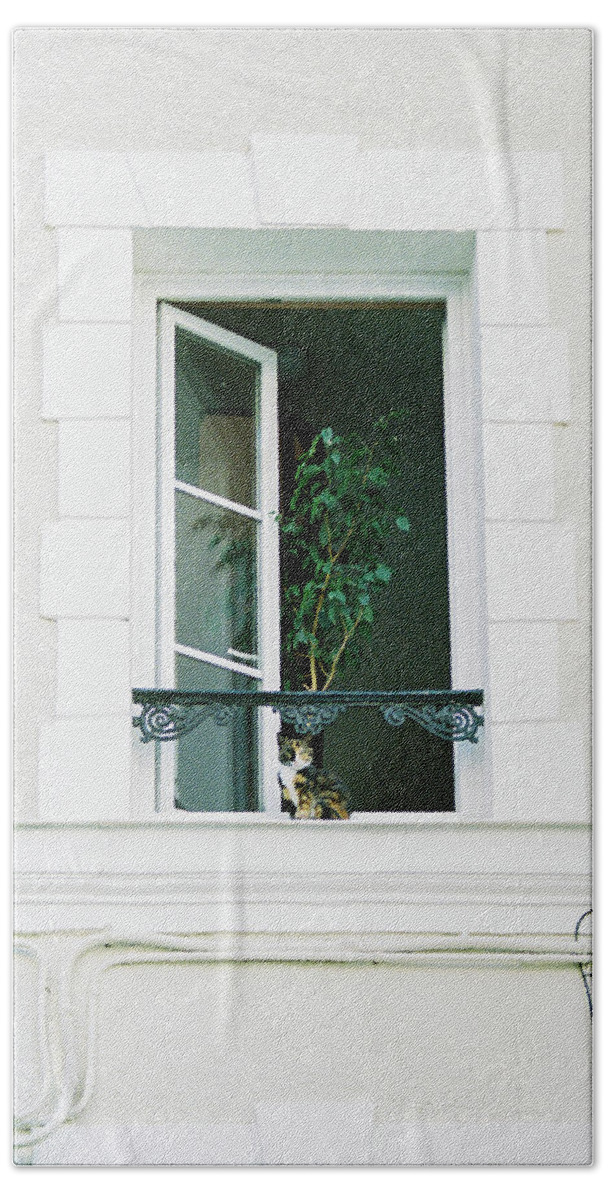 Indoor Beach Towel featuring the photograph The security cat by Barthelemy De Mazenod