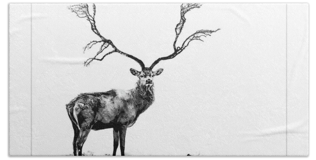 Stage Beach Towel featuring the photograph The Stag by Andrea Kollo