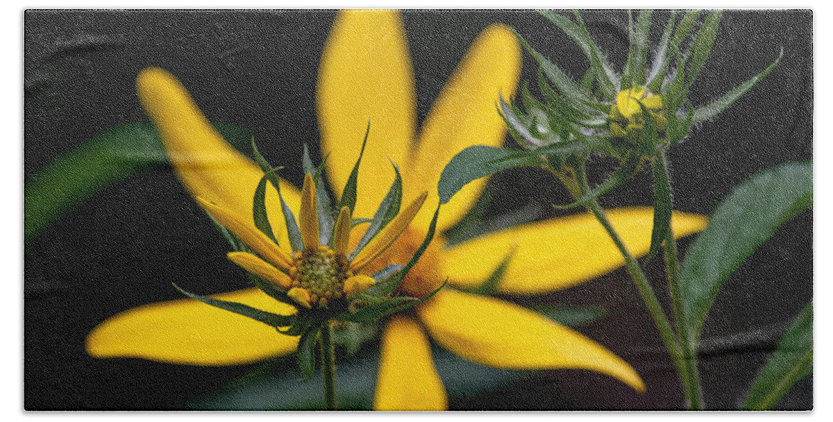 Sunflower Beach Sheet featuring the photograph The Stages of Bloom by Linda Bonaccorsi