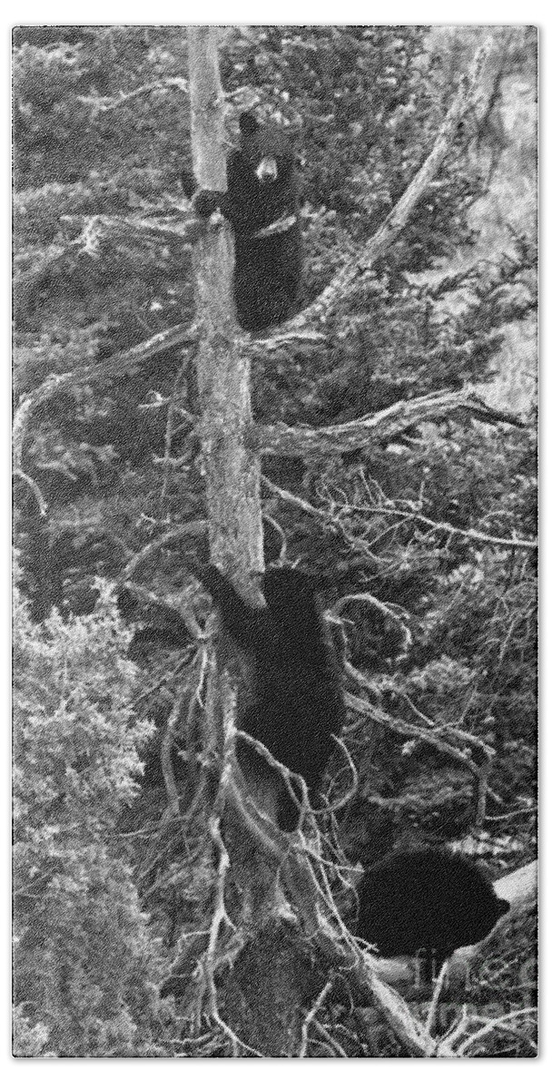 Black Bears Beach Towel featuring the photograph The Three Climbers Black And White by Adam Jewell