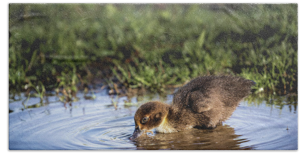 Duck Beach Towel featuring the photograph Thirsty Duckling by Jordan Hill