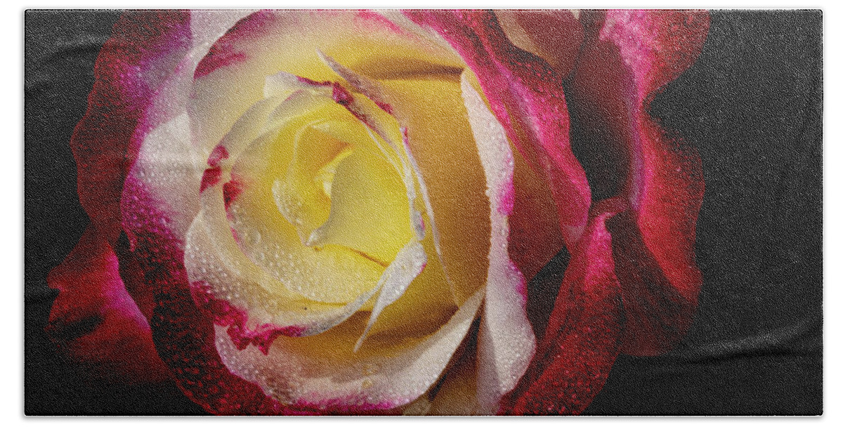 Rose Beach Towel featuring the photograph Thoughtful by Doug Norkum