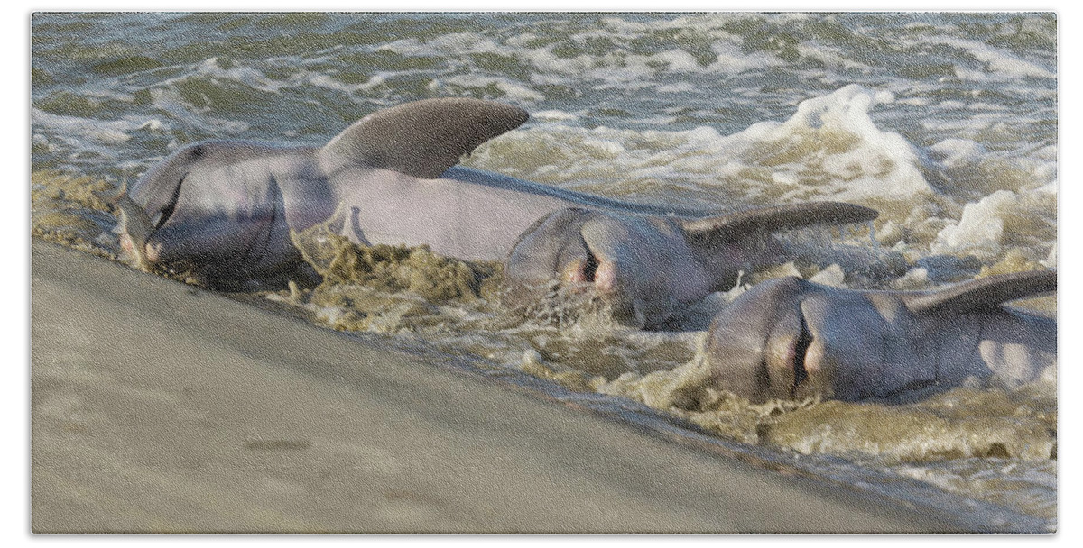 Dolphin Beach Towel featuring the photograph Three Amigos by Patricia Schaefer