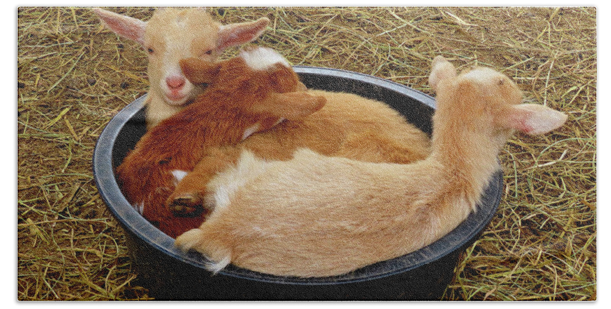 Goats Beach Towel featuring the photograph Three Baby Goats in a Bowl by Linda Stern
