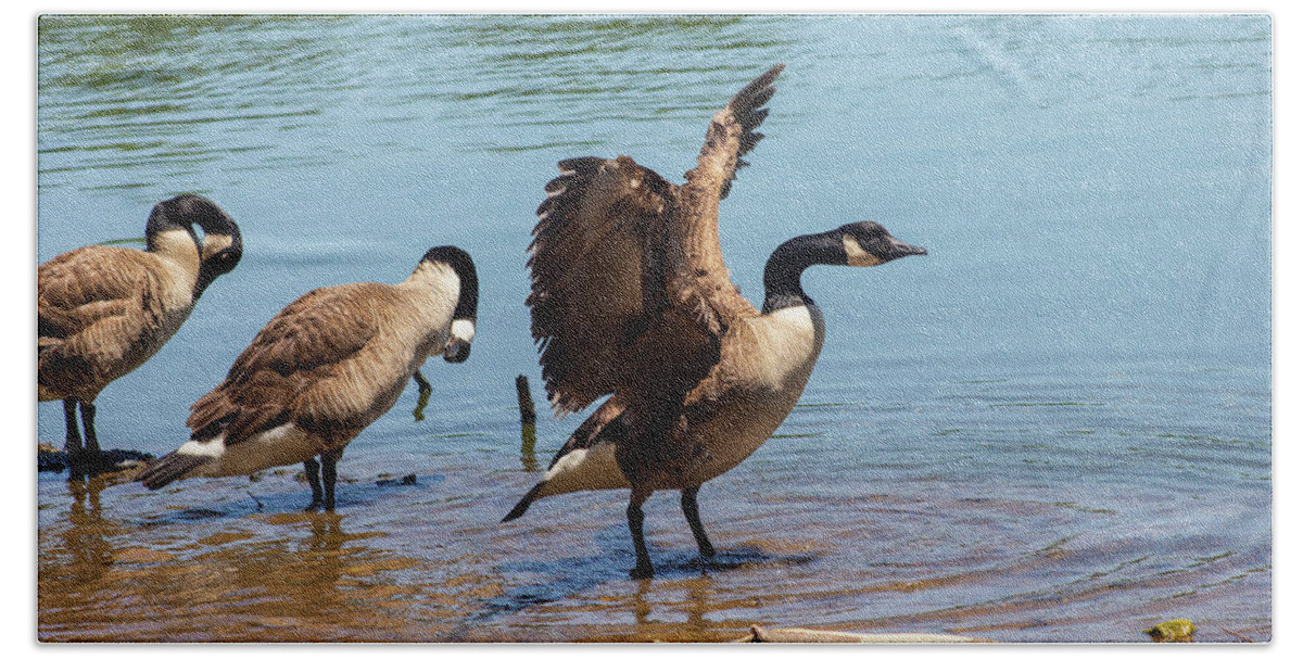 Nature Beach Towel featuring the photograph Three Geese Bathing in a Lake by Auden Johnson