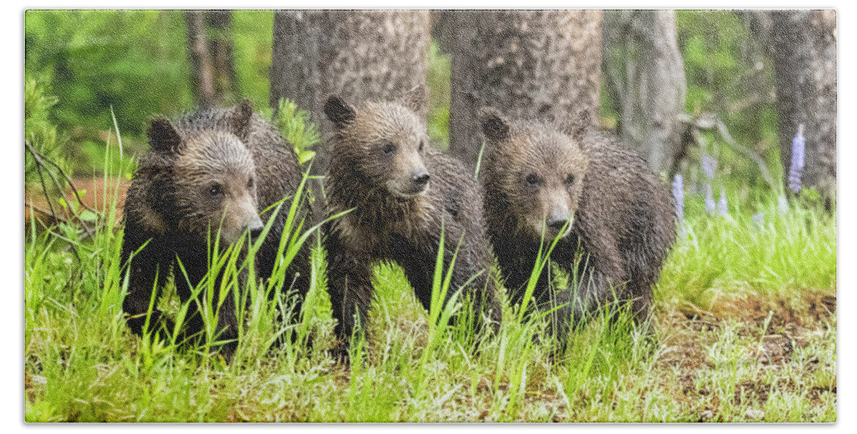 Grizzly Beach Towel featuring the photograph Three of Four of Grizzly 399's Cubs by Belinda Greb