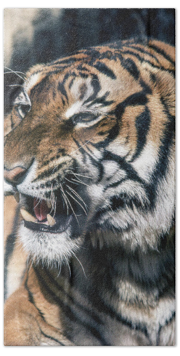 Tiger Beach Towel featuring the photograph Tiger by Jim Mathis