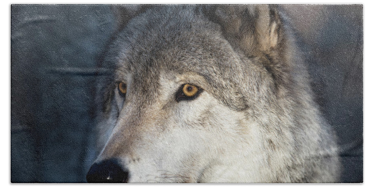 Winter Beach Towel featuring the photograph Timber Wolf - Portrait by Rehna George