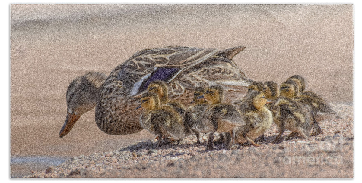 Duck. And Ducklings Beach Towel featuring the digital art Time for a Swim Little Ones by Tammy Keyes