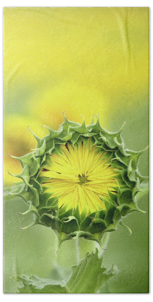 Sunflower Beach Towel featuring the photograph Time To Wake Up by Lens Art Photography By Larry Trager