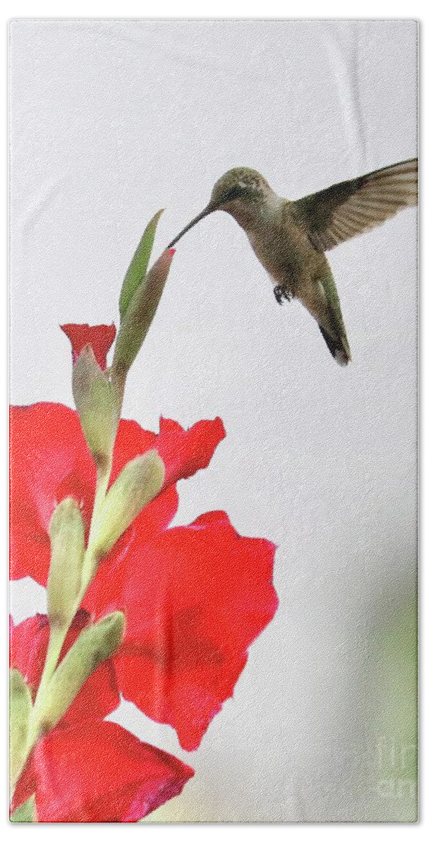 Hummingbird Beach Towel featuring the photograph Tip Top Hummingbird by Carol Groenen