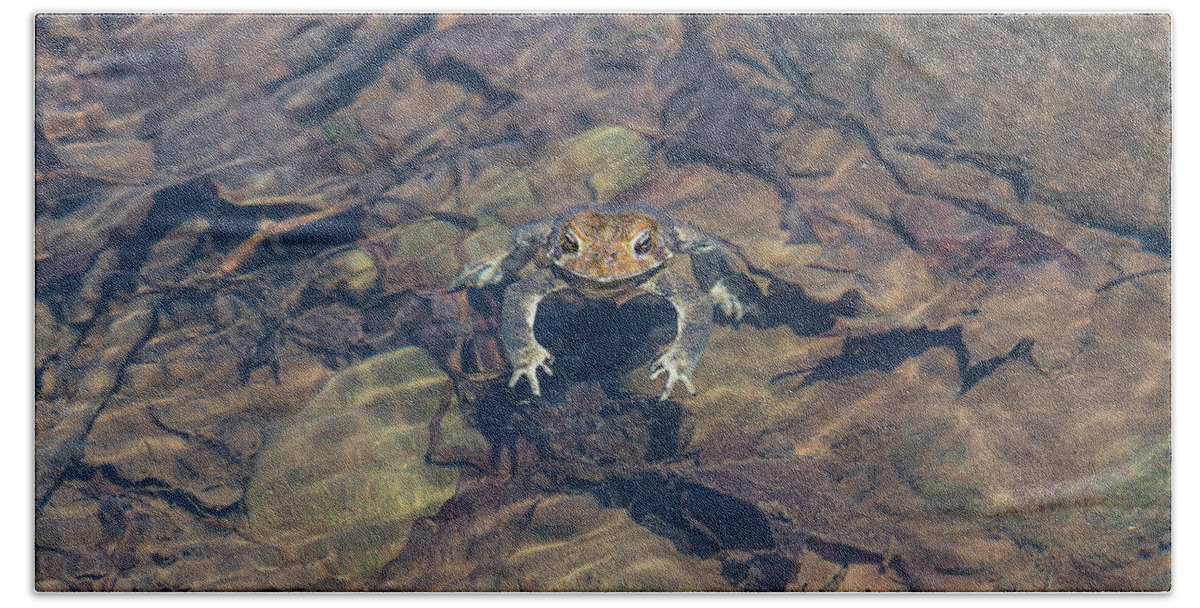 Frog Beach Towel featuring the photograph Toad In Water by Amelia Pearn