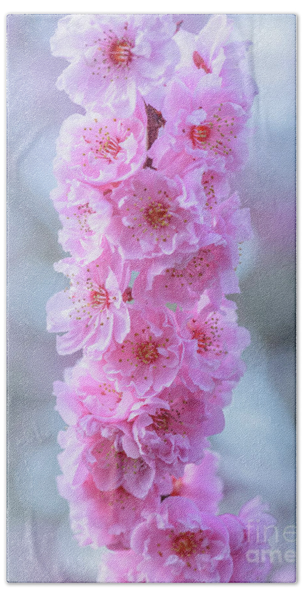 Cherry Tree Beach Towel featuring the photograph Tower of Cherry Blossoms by Nancy Gleason